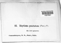 Rhytisma punctatum image